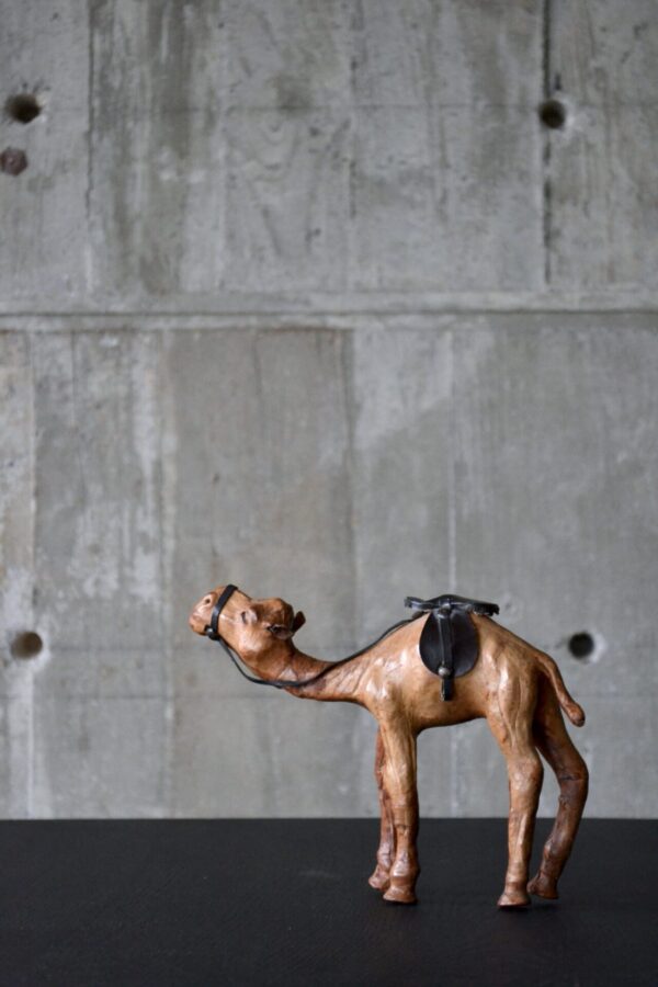 Camel - 画像 (2)