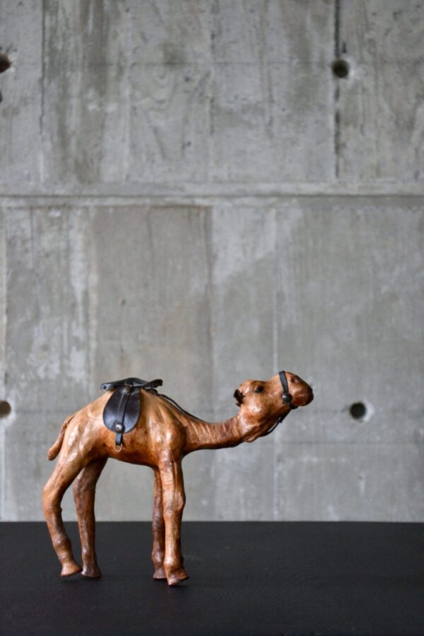 Camel - 画像 (3)