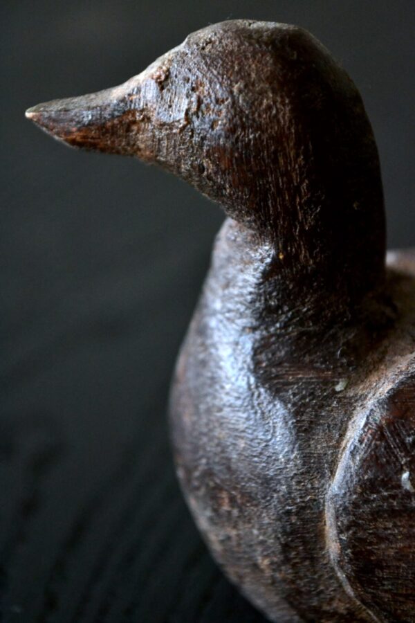 Water bird - 画像 (8)